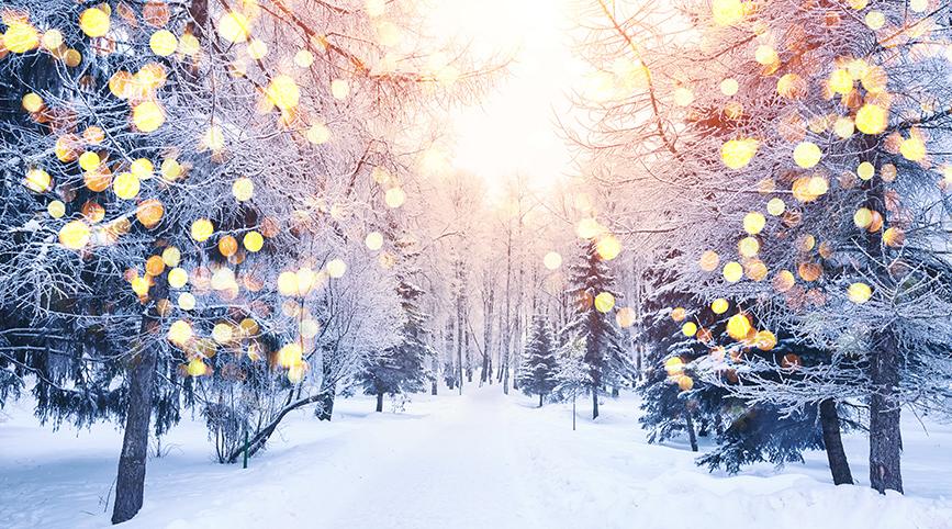 String lights on trees in a snowy landscape