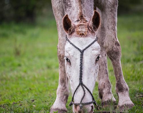 horse grazing on grass